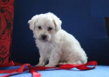 Only 2 left! Adorable Bichon Frise Puppies!