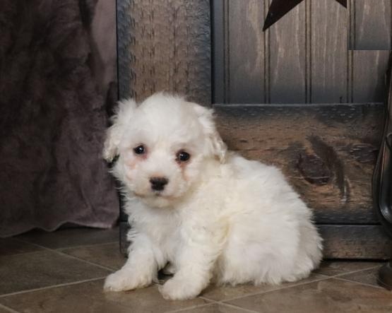 Beautiful Bichon Frise Puppies (CKC Registration) Image eClassifieds4u