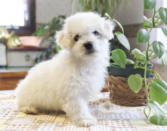 Bichon Frise Puppies-Fully Vaccinated Image eClassifieds4u