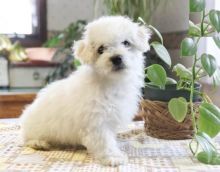 Bichon Frise Puppies-Fully Vaccinated Image eClassifieds4U