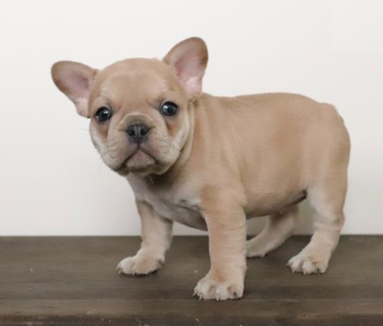 Quality French Bulldog, males and females Image eClassifieds4u