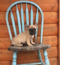 French Bulldog Puppies-Fully Vaccinated