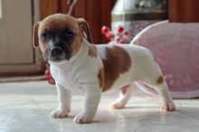 Jack Russell Terrier Puppies-Fully Vaccinated