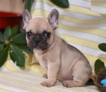 Only 2 left! Adorable French Bulldog Puppies!