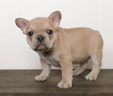 Quality French Bulldog, males and females