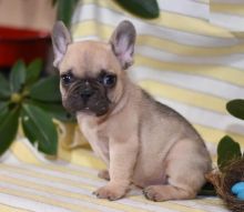 Only 2 left! Adorable French Bulldog Puppies! Image eClassifieds4U