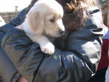 ✿✿ Adorable Golden Retriever puppies ✿✿ contact us at ruthplug@gmail.com‬