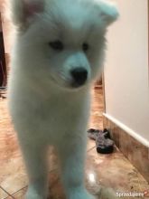 ✔ ✔Amazing Samoyed puppies, a male and female for adoption. Text us (ruthplug@gmail.com)