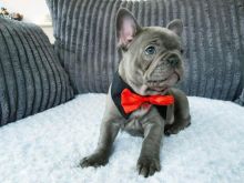 Adorable French Bulldogs for Adoption