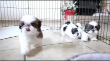Adorable Male And Female Shih Tzu Puppies
