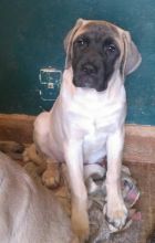 CKC English Mastiffs