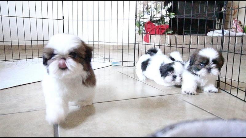 Adorable Male And Female Shih Tzu Puppies Image eClassifieds4u