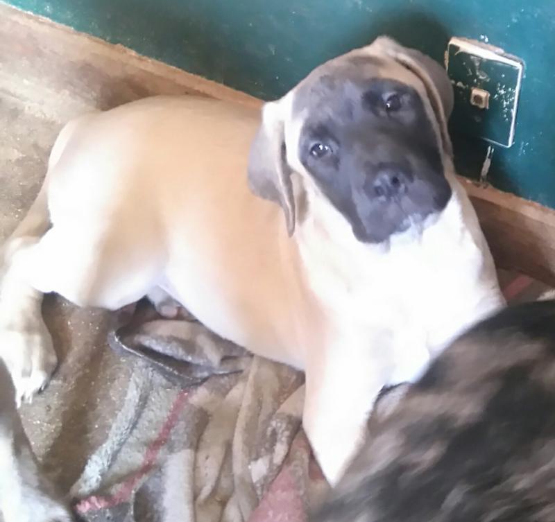 CKC English Mastiffs Image eClassifieds4u