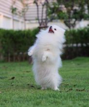••••••Adorable Pomeranian Puppy 13 weeks old•••••+1‪‪(508) 817-1664‬ Image eClassifieds4u 2