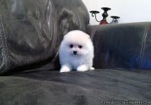 ••••••Adorable Pomeranian Puppy 13 weeks old•••••+1(508) 817-1664 Image eClassifieds4u 1