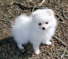 ••••••Adorable Pomeranian Puppy 13 weeks old•••••+1‪‪(508) 817-1664‬ Image eClassifieds4u 1