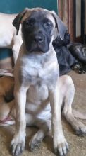 CKC English Mastiffs Image eClassifieds4u 2