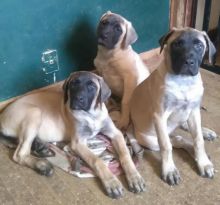 CKC English Mastiffs Image eClassifieds4u 3