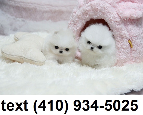 Super cute tiny t-cup pomeranian puppies for sale! Image eClassifieds4u