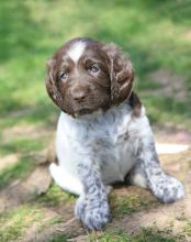 Beautiful Vermont GSP litter :Call or Text (709)-500-6186 or ( mispaastro@gmail.com )