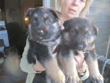 Adorable AKC German Shepherd Puppies :Call or Text (709)-500-6186 or ( mispaastro@gmail.com )