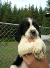 Adorable English Springer Spaniel Puppies :Call or Text (709)-500-6186 or ( mispaastro@gmail.com )