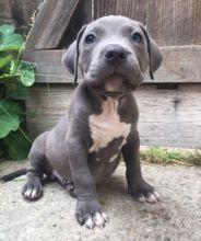 American Staffordshire Terrier Puppies :Call or Text (709)-500-6186 or ( mispaastro@gmail.com )