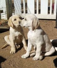 Beautiful Labrador Retriever Puppies :Call or Text (709)-500-6186 or ( mispaastro@gmail.com)