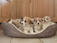 Beautiful Pembrokeshire Corgi Puppies Email at [ddanila717@gmail.com]