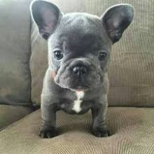 Blue Male And Female French Bulldog Puppies Ready To Go :Call or Text (709)-500-6186
