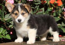 Brilliant Pembroke welsh corgi puppies for sale:Call or Text (709)-500-6186 or ( mispaastro@gmail.c