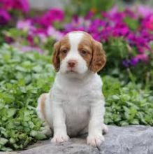 Brittany Spaniel Puppies:Call or Text (709)-500-6186 or ( mispaastro@gmail.com )