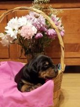 Charming Doberman Pinscher Puppies Ready Now :Call or Text (709)-500-6186 or ( mispaastro@gmail.com