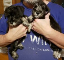 CKC Miniature Schnauzer babies!:Call or Text (709)-500-6186 or ( mispaastro@gmail.com )