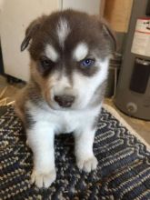 CKC Registered Siberian Husky Pups :Call or Text (709)-500-6186 or ( mispaastro@gmail.com )