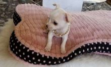 Cream and White Short Coat Chihuahua:Call or Text (709)-500-6186 or ( mispaastro@gmail.com )