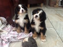 Excellent Bernese-mountain Puppies For A Good Homes