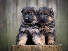 Excellent German Shepard Puppies For A Good Homes