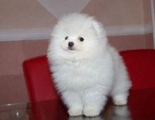 Excellent Pomeranian Puppies For A Good Homes