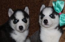 Excellent Siberian Huskies Puppies For A Good Homes