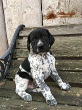 German Shorthaired Pointer Puppies Available:Call or Text (709)-500-6186 or ( mispaastro@gmail.com