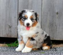 Handsome Australian Shepherd Pups:Call or Text (709)-500-6186 or ( mispaastro@gmail.com )