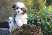 Havanese puppies for sale are always cute and sweet.:Call or Text (709)-500-6186