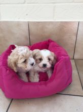 male and female cavachon Puppies For A Good Homes