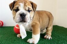 male and female English Bulldog Puppies For A Good Homes