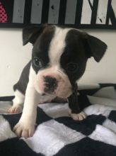 Male and female French Bulldog Puppies For A Good Homes