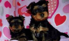 male and female Yorkie Puppies For A Good Homes