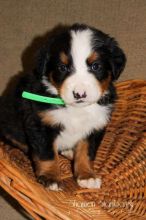Pepper Male Bernese Mountain Dog CKC:Call or Text (709)-500-6186 or ( mispaastro@gmail.com )