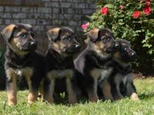 Registered Vet checked German Shepherd Dog Puppies Ready Now :Call or Text (709)-500-6186