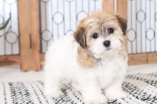 Spunky Little Aca Havanese :Call or Text (709)-500-6186 or ( mispaastro@gmail.com )